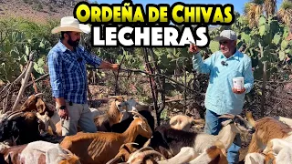 LAS CHIVAS ALIMENTAN A DON GOYO y El las cuida todos los dias