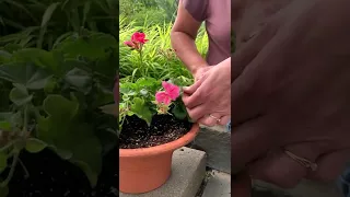 How to Deadhead Geranium