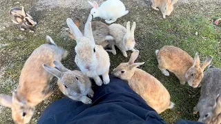 A whopping 600 rabbits! Trip to Japan's famous Rabbit Island🐰