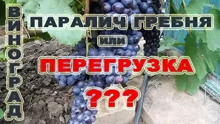 Виноград.  Паралич гребня или обычная перегрузка???