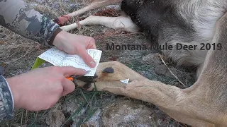 Montana Mule Deer Hunt 2019