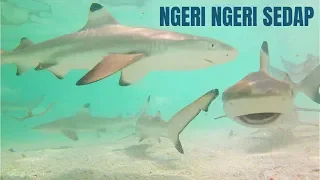 KIG 146| DISERANG PULUHAN HIU PAS SNORKELING DI SELAYAR! "SEREM"