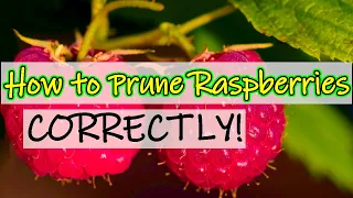 How to Prune Raspberries (2021) How to Recognise Summer & Autumn Varieties (UK)