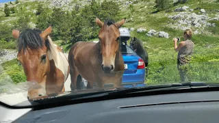 'Wild' horses attack :-) - Croatia
