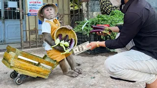 Smart CUTIS harvests eggplants goes market sell buy food feed Dad & Goat