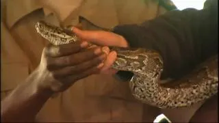 Princes William and Harry tackle a python
