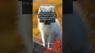 Arctic Fox Camouflage: Nature's Seasonal Color-Changing Wonders