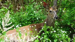 Chance encounter with a beautiful doe -- well camouflaged