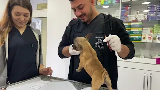 Как проходит чипирование и вакцинация щенков французского бульдога 💉