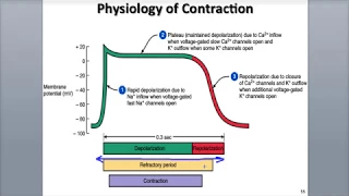 8-7 Cardiac Muscle Action Potential