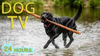 DOG TV: The Best Relaxing Video Entertainment Anti-Anxiety for Dog When Home Alone - Music for Dogs