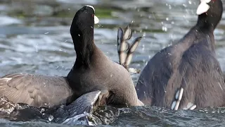 Coots fighting