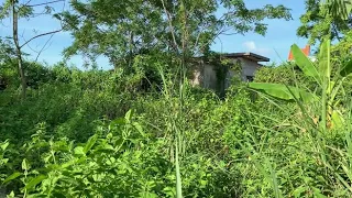 Eye-catching transformation of a dense garden - Cut down overgrown trees in the garden