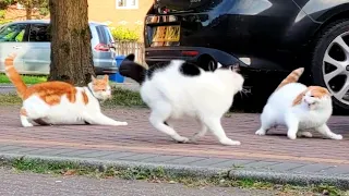 Real Cat Fight