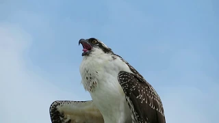 Osprey bird of prey calling out close-up