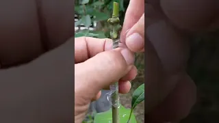 MANGO BASIC CLEFT GRAFTING TECHNIQUE