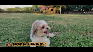 INTRODUCTION TO ANIMAL PARADISE