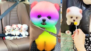 Funny and Cute Dog Pomeranian 😍🐶| Funny Puppy Videos #241