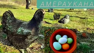 Порода кур Амераукана  / ameraucana chickens   Досвід утримання , плюси і мінуси. #амераукана