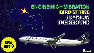 Engine high vibration after bird strike. Lufthansa Airbus A340 returns to Boston. Real ATC