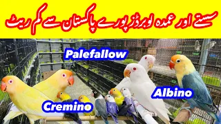 Lovebirds price in Sunday birds market Islamabad Peshawar mor h9#lovebirds #sundaybirdsmarket