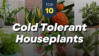 TOP 10 Cold Tolerant Indoor Plants ❄️🪴 Winter Houseplants 🏠