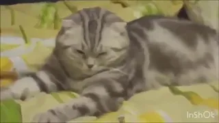 Cats Funny Videos Compilation Moments #4