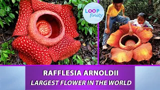 Rafflesia arnoldii | Stinking Corpse Lily | Largest Flower in the World