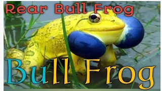 #Frog Dance#Rare#Yellow Frog Wonderful Indian#Bull Frog video#Frog Sound