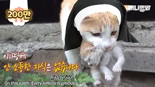 Mother Teresa Cat Bless Hoomans