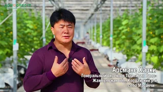 18 КГ С КУСТА! | Инновационная теплица в Жамбылской области
