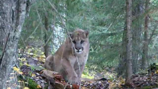 cougar encounter