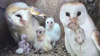 Barn Owl Dad Learns on the Job | Gylfie and Dryer | Robert E Fuller