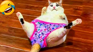 Best Funny Animal Videos 2022 😺 - Funniest Dogs And Cats Videos 😇