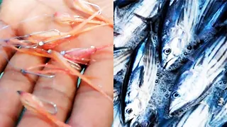 How to Make Multiple Fishing Lures for Catching Skipjack Tuna using Crystalline Cloth
