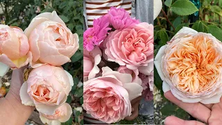 My David Austin Rose Collection. Part 2