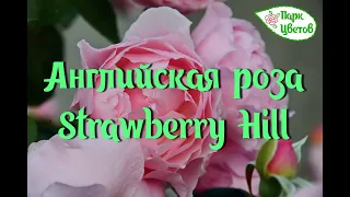 Роза Strawberry Hill (Строберри Хилл, Клубничные Поля) Английская роза селекции Дэвида Остина