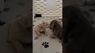 Cute little frenchies playing together 🥰🐾 #frenchie #frenchiepuppy #dog #puppy #frenchielife