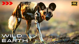 African Wild Dogs | Africa's most effective Predators [4K] WILD Earth