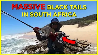CATCHING MASSIVE BLACK TAILS CATCH & COOK | Eastern Cape, South Africa