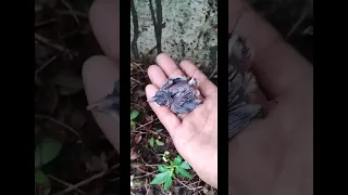 Rescued baby bird fell from its nest