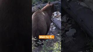 Spring Bear Bowhunting