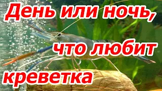 День или ночь, что любит креветка, наблюдения Зоокул