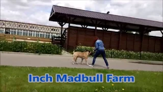 Bullmastiff Inch Madbull Farm