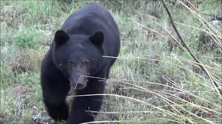 Arizona Archery Bowhunting for Bears 2018