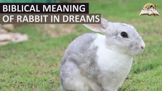 Biblical Meaning of RABBIT in Dream - Spiritual Meaning of Rabbits (Hare)