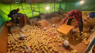 Chicks opening in Poultry Farm on a very Cold Day