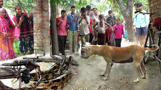 जब भूसे में दिखा बहुत ही खतरनाक जानवर, गांव वाले हुए हैरान, आखिर कैसे पकड़ा गया!😱 Animal Rescue