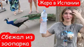 VLOG Павлин сбежал