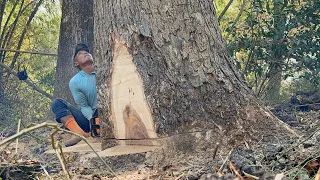 Badly broke !! Cut down 3 trembesi trees, Stihl ms881 chainsaw.